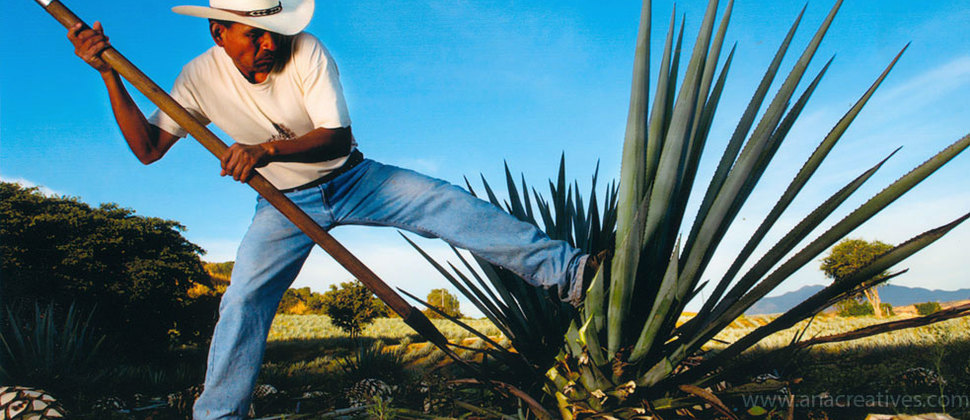 Ruta del Tequila en Guadalajara