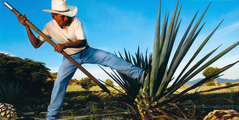 Ruta del Tequila en Guadalajara