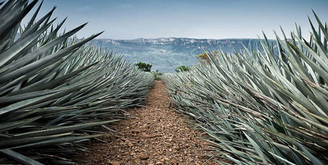 Ruta del Tequila en Guadalajara
