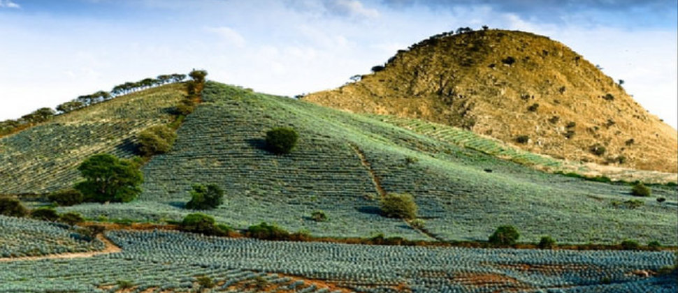 Ruta del Tequila en Guadalajara