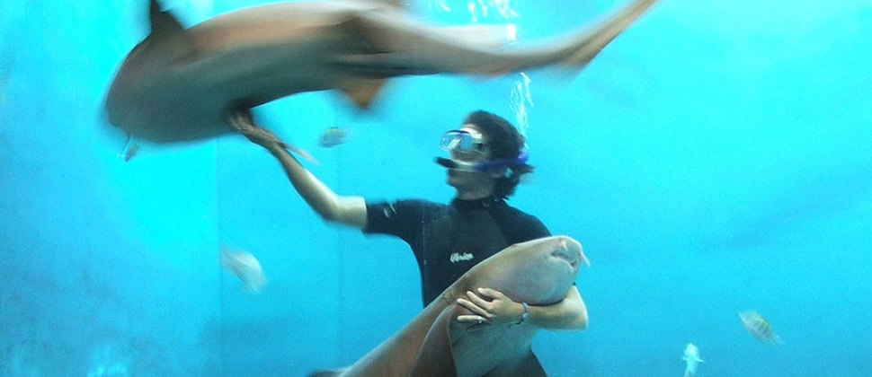 Acuario Mazatlán en Sinaloa Mexico